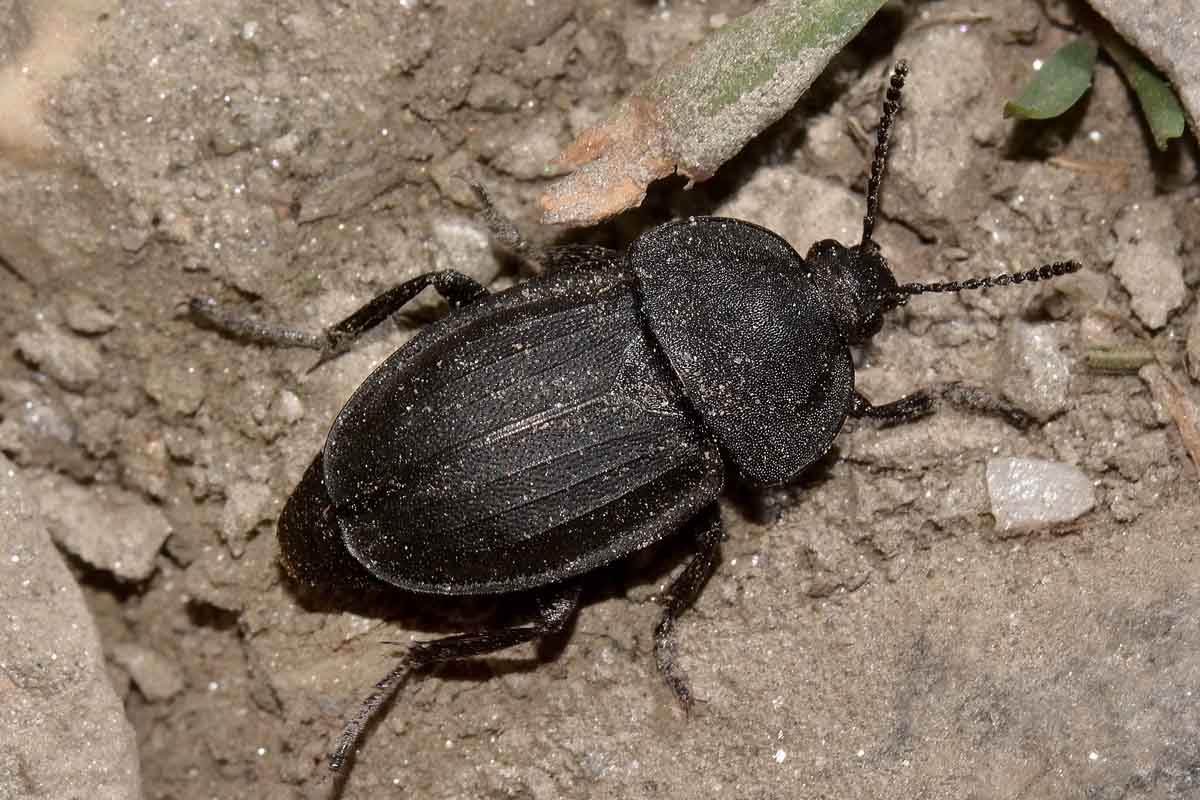 Silpha tristis? Forse S. obscura, Silphidae.